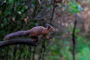Eurasian red squirrel (Sciurus vulgaris) jumping in the forest of Noord Brabant in the Netherlands. 
