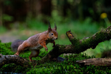 Eurasian red squirrel (Sciurus vulgaris) jumping in the forest of Noord Brabant in the Netherlands.  © henk bogaard