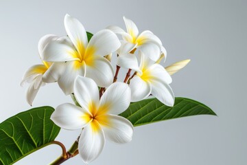 Realistic photograph of a complete Plumerias,solid stark white background, focused lighting