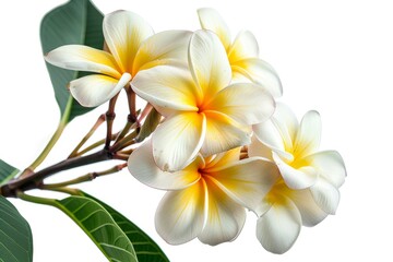 Realistic photograph of a complete Plumerias,solid stark white background, focused lighting