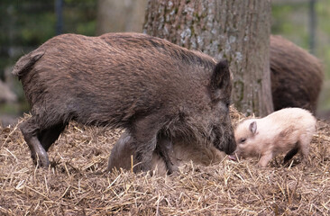 Wildschwein in freier Natur im Fruehling .