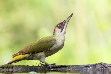 Bird - Green woodpecker Picus viridis on forest pond, bird drinking water, wildlife Poland Europe