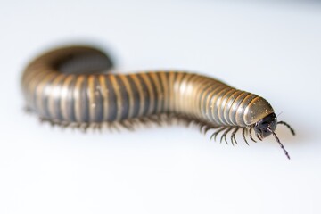Close-up of a millipede walking