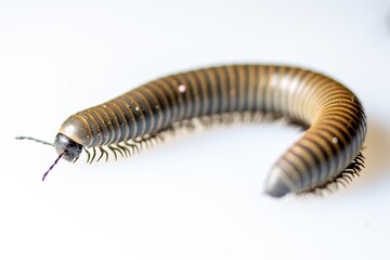 Close-up of a millipede walking