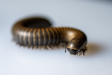 Close-up of a millipede walking