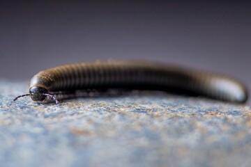 Close-up of a millipede walking