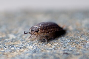Close-up of a Woodlouse, isopodod walking