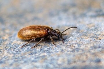 Close-up of Lagria hirta, a Darkling beetle