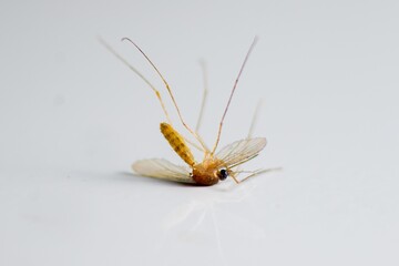 Close-up of a dead Common house mosquito, Culex pipiens
