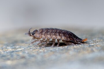 Close-up of a Woodlouse, isopodod walking