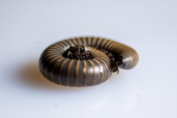 Close-up of a millipede coiled