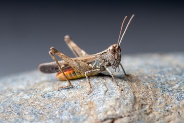Detailed macro shot of a grasshopper