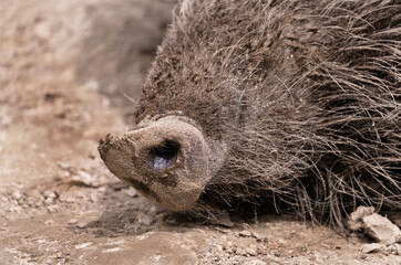 Fototapeta premium Wildschwein in freier Natur im Fruehling .