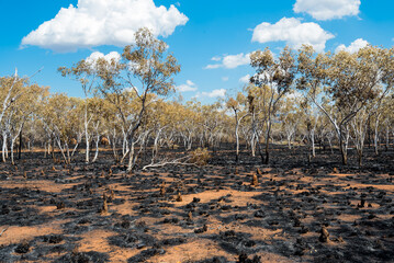 Scorched area encircled by trees on the Elizabeth Highway in Western Australia