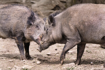 Wildschwein in freier Natur im Fruehling .