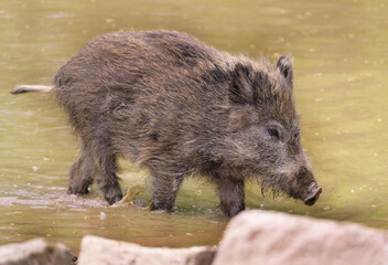 Wildschwein in freier Natur im Fruehling .