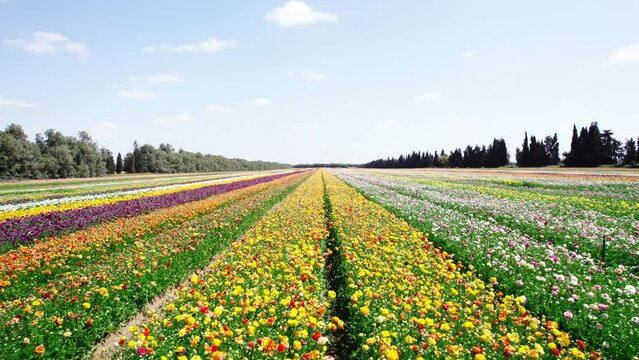 Field aerial video of Ranunculus in Kibbutz Nir Yitzhak