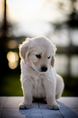 Golden retriever puppy looking down