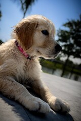 Golden retriever puppy with wet fur
