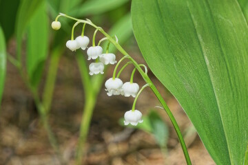 white small lily of the valley flowers on the stalk among the green leaves in nature