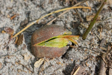 one brown acorn with a sprouted green sprout on gray sand in nature