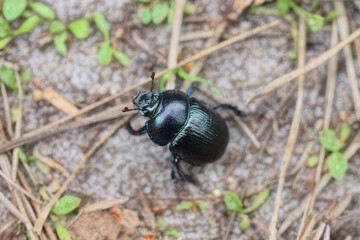 one black beetle sits on the gray sand on the street