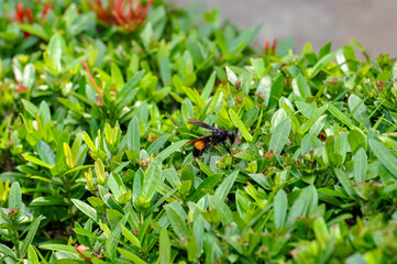 Vespa tropica sits on a bush looking for a flower.