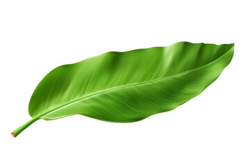 Fototapeta premium Enigmatic Emerald: A Majestic Green Leaf Unfolding on a Clear PNG or White Background.