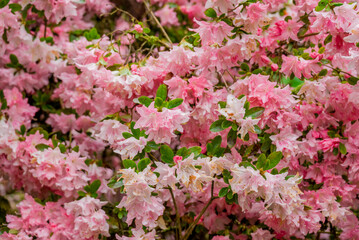photo of spring flowers in the park