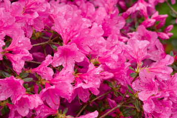 photo of spring flowers in the park