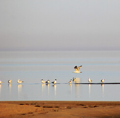 seagulls on the beach