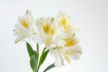 Fototapeta premium Realistic photograph of a complete Alstroemeria,solid stark white background, focused lighting