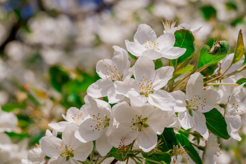 spring background with spring  flowers