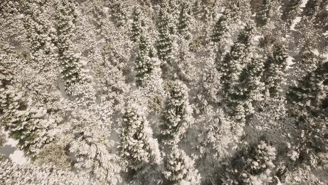 005_Forest_Flying_Winter_Snowing