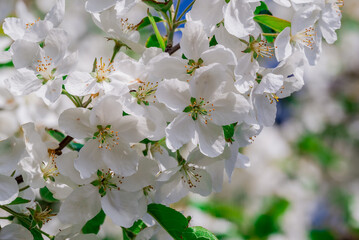 spring background with spring  flowers