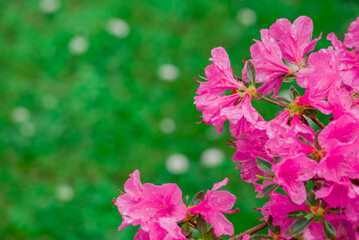 photo of spring flowers in the park