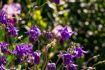 spring background with spring  flowers