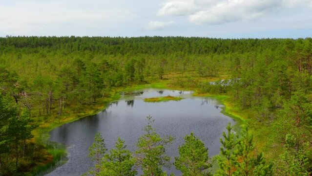 Swamp Viru Raba in Estonia