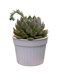 Echeveria champagne succulent houseplant in pot isolated on white background for small garden and drought tolerant plant