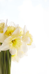 Daffodils bouquet. Spring yellow narcisus flowers in glass vase