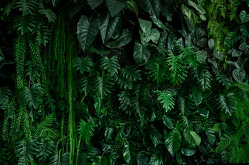 abstract green leaf texture, tropical leaf foliage nature dark green background	