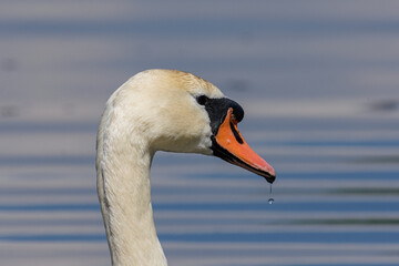 swan on the water