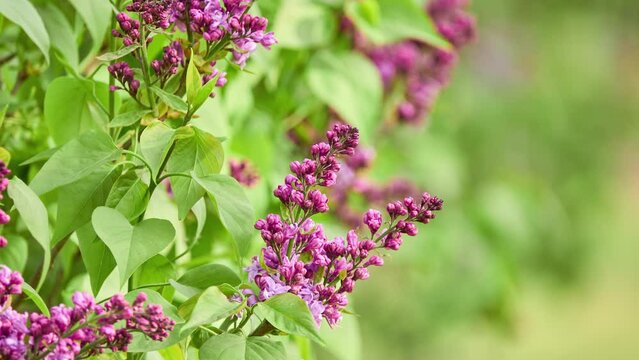 Syringa vulgaris, lilac or common lilac, is flowering plant in olive family Oleaceae, native to Balkan Peninsula, where it grows on rocky hills. It is not regarded as aggressive species.