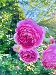 ピンクのバラ
