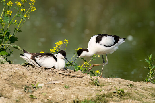 Avocette in coppia
