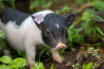 Selective focus cute black and white piglet walking in the forest in the backyard There was a...