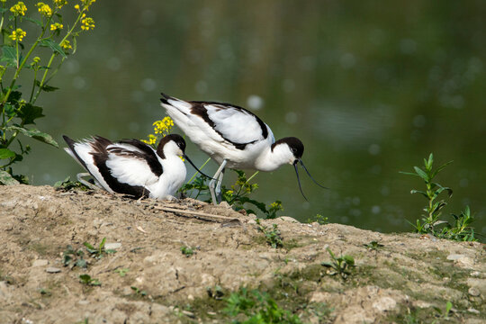 Avocette 