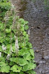 Plants on stone near river.