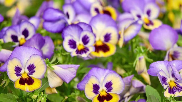 Viola wittrockiana Gams ex Kappert. Garden pansy is type of large-flowered hybrid plant. It is hybridization from Melanium (pansies), particularly Viola tricolor Hortensis, wildflower heartsease.