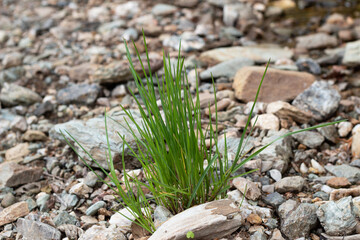 Green plant on the rocks